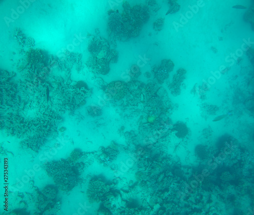 sea fish near coral, underwater