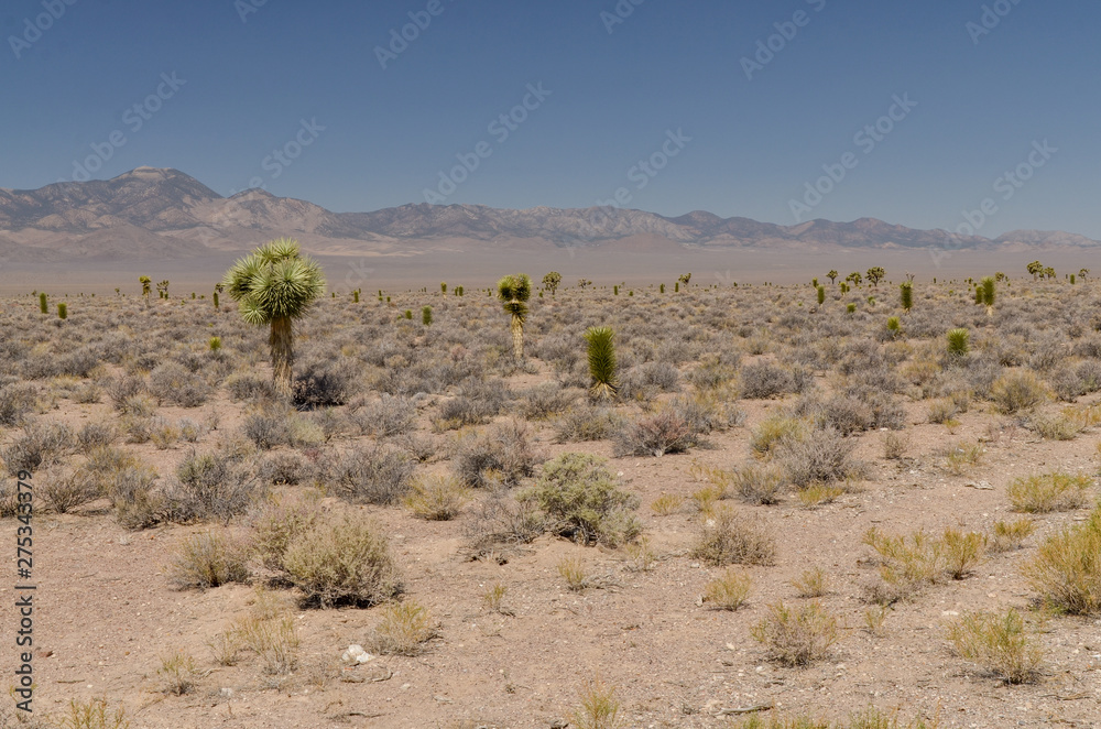 desert in Tikaboo Valley  between Rachel and Crystal Springs (Lincoln County, Nevada)