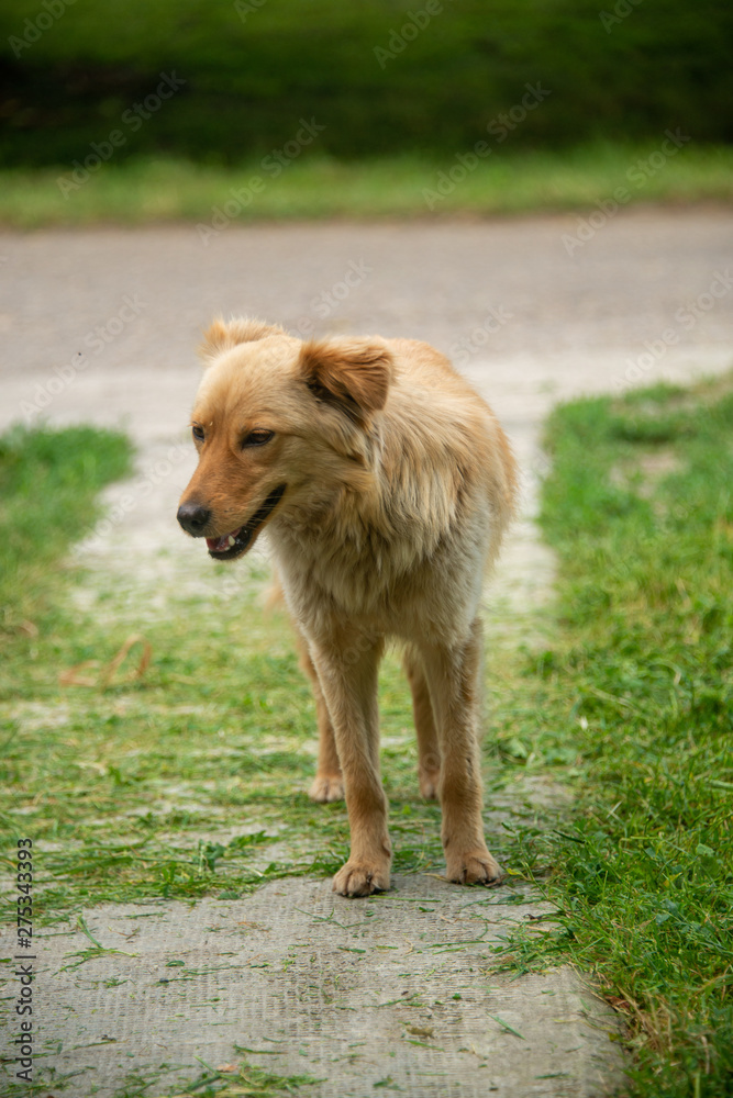 Naklejka premium Brown dogs, on the street and in the backyard