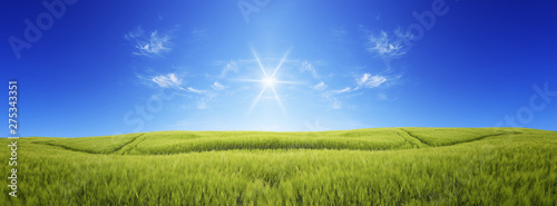   Sun over the green meadow. Panoramic image of a meadow under a blue sky