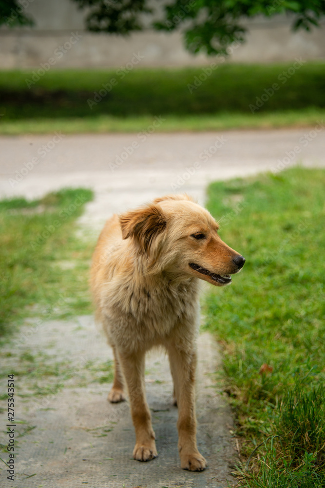 Brown dogs, on the street and in the backyard Brown dogs, on the street and in the backyard