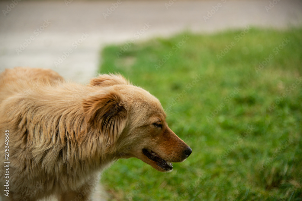 Brown dogs, on the street and in the backyard Brown dogs, on the street and in the backyard