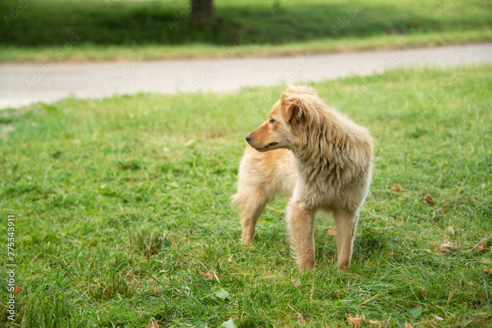 Brown dogs, on the street and in the backyard Brown dogs, on the street and in the backyard