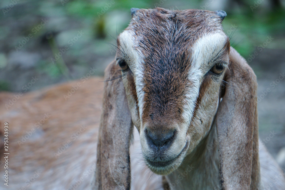 Young Goat, Close up