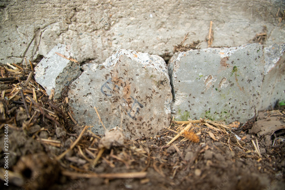black ants on wood and on stone black ants on wood and on stone