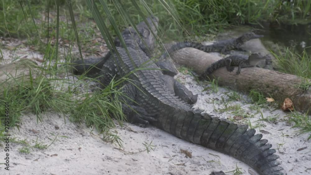 Medium low-angle still shot of a black mother crocodile resisting with its babies close to a water pond, India Medium low-angle still shot of a black mother crocodile resisting with its babies close to a water pond, India