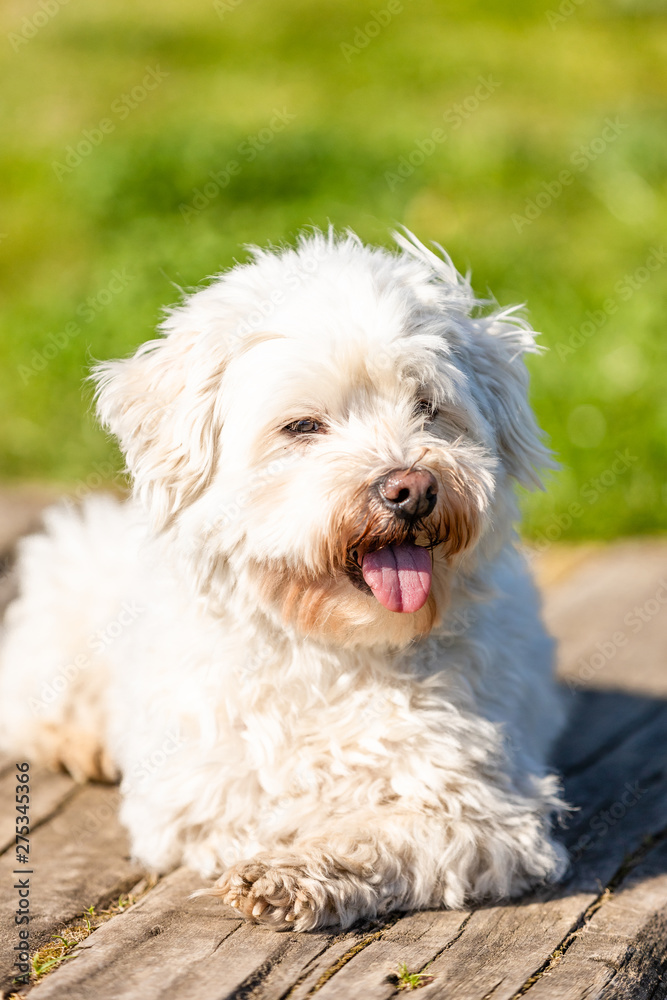 Coton de Tulear lying outdoors in the sun Coton de Tulear lying outdoors in the sun