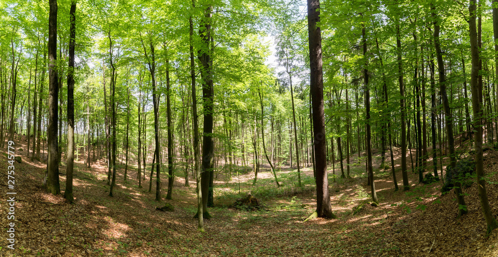 Beautiful beech forest in Germany Beautiful beech forest in Germany