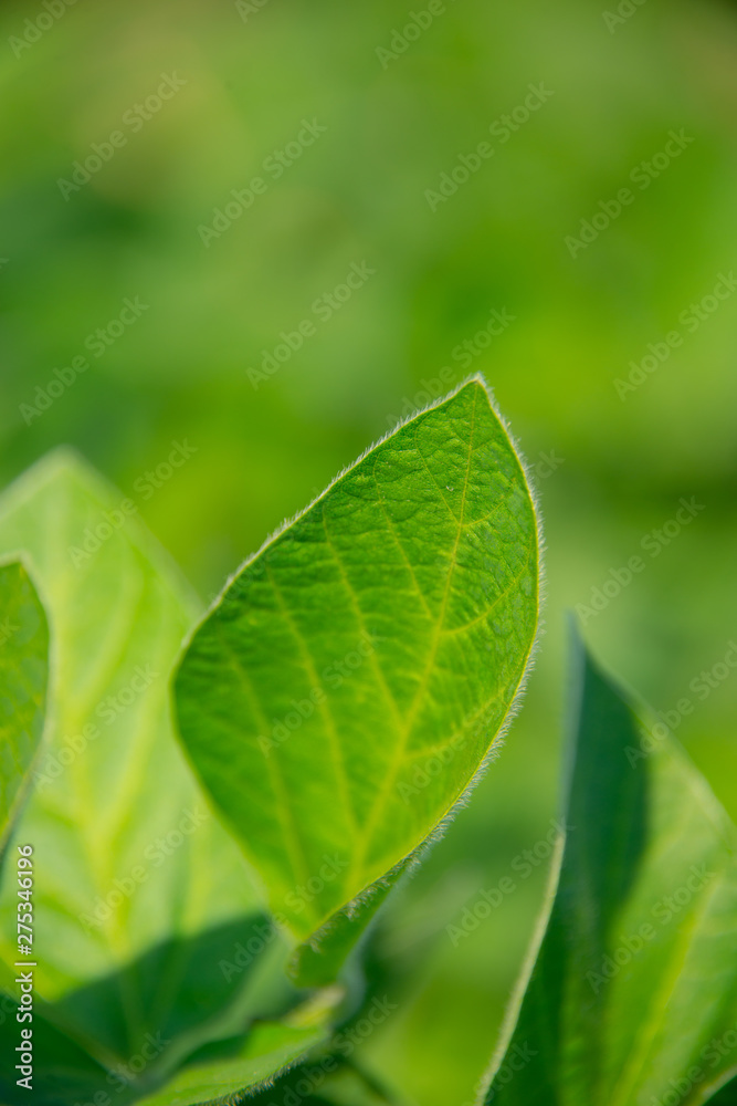 Fototapeta premium Soybeans on a sunny day