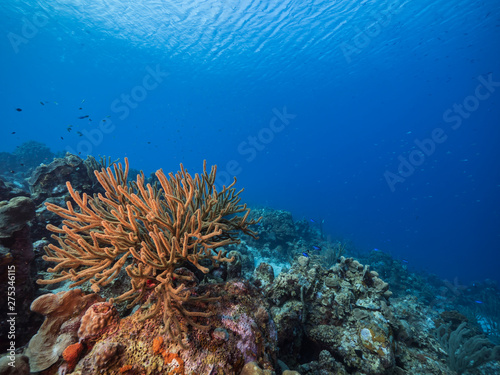 Seascape of coral reef in the Caribbean Sea around Curacao with coral and sponge