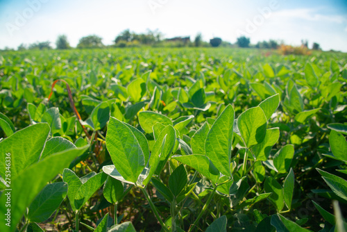 Soybeans on a sunny day