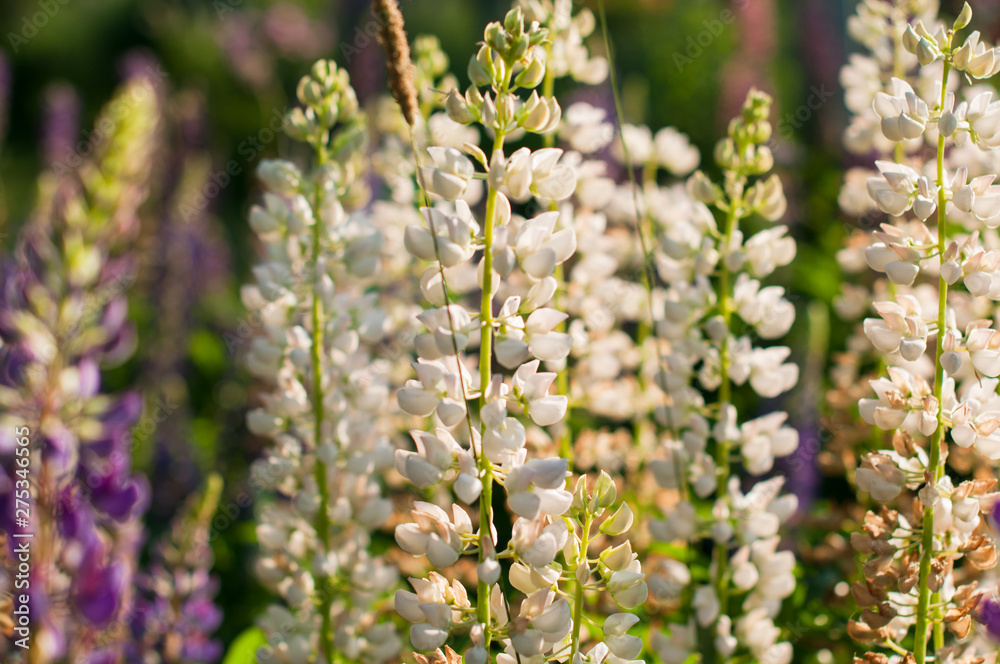 A lupin flowers meadow in the summer day A lupin flowers meadow in the summer day