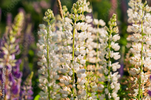 A lupin flowers meadow in the summer day