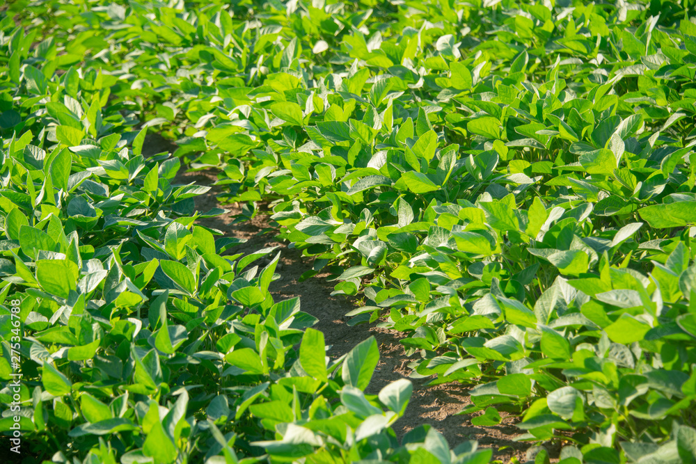 Soybeans on a sunny day