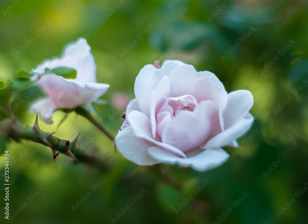 A dogrose bush with tender flowers blooming and smells sweet in the summer day A dogrose bush with tender flowers blooming and smells sweet in the summer day