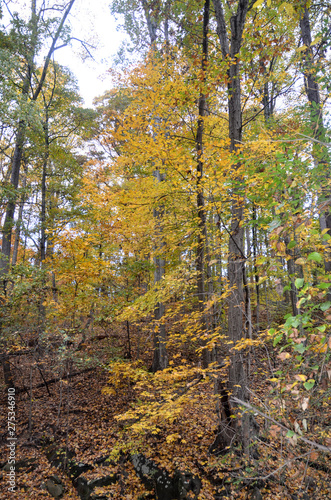 The beautiful nature of Virginia America ,Park in the autumn