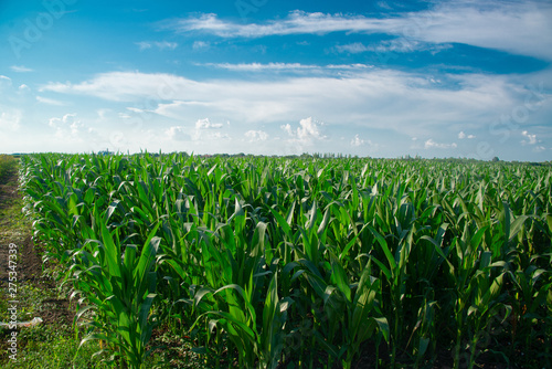 Corn field on a sunny day