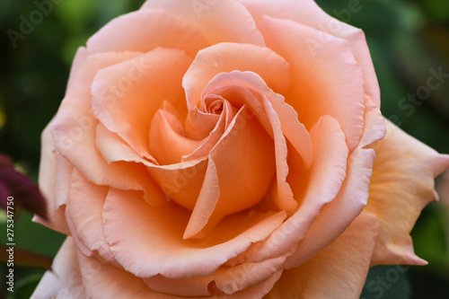 macro picture of apricot colored rose with the name: over the moon
