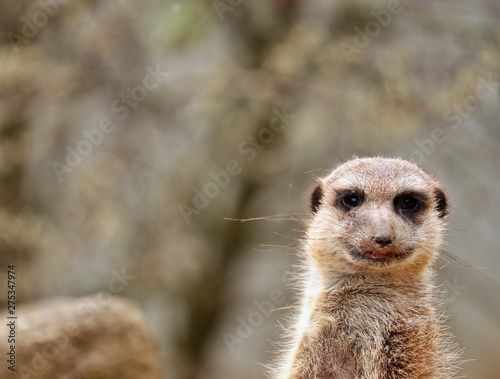 Meerkat with bokeh background