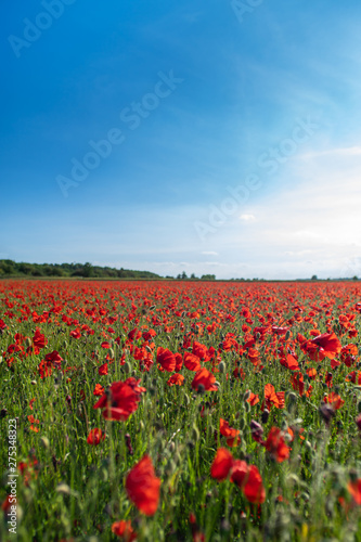 Field of Poppies on a Sunny Day - Portrait © Jack Soldano