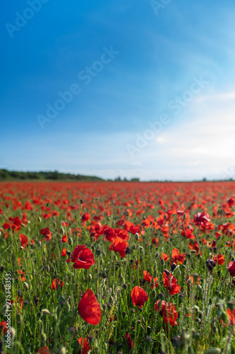 Field of Poppies on a Sunny Day - Portrait