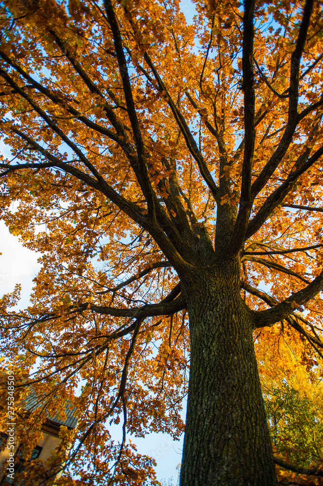 Lonely yellow tree, the tree is covered with yellow foliage. Large autumn tree. Majestic light. Natural composition. Autumn is coming Lonely yellow tree, the tree is covered with yellow foliage. Large autumn tree. Majestic light. Natural composition. Autumn is coming