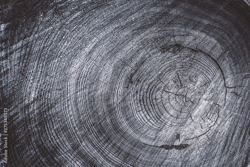 Fototapeta premium Close up cross section of tree trunk showing growth rings, texture