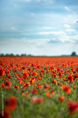Field of Poppies on a Sunny Day - Portrait