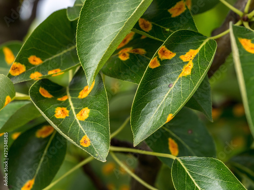 Pear leaves with pear rust infestation