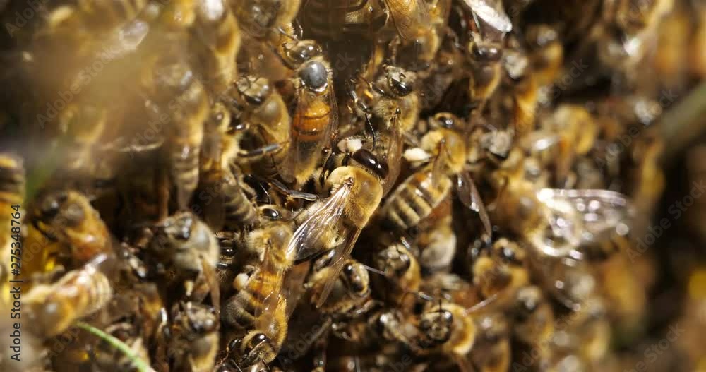 Swarm of bees, occitanie, France Swarm of bees, occitanie, France