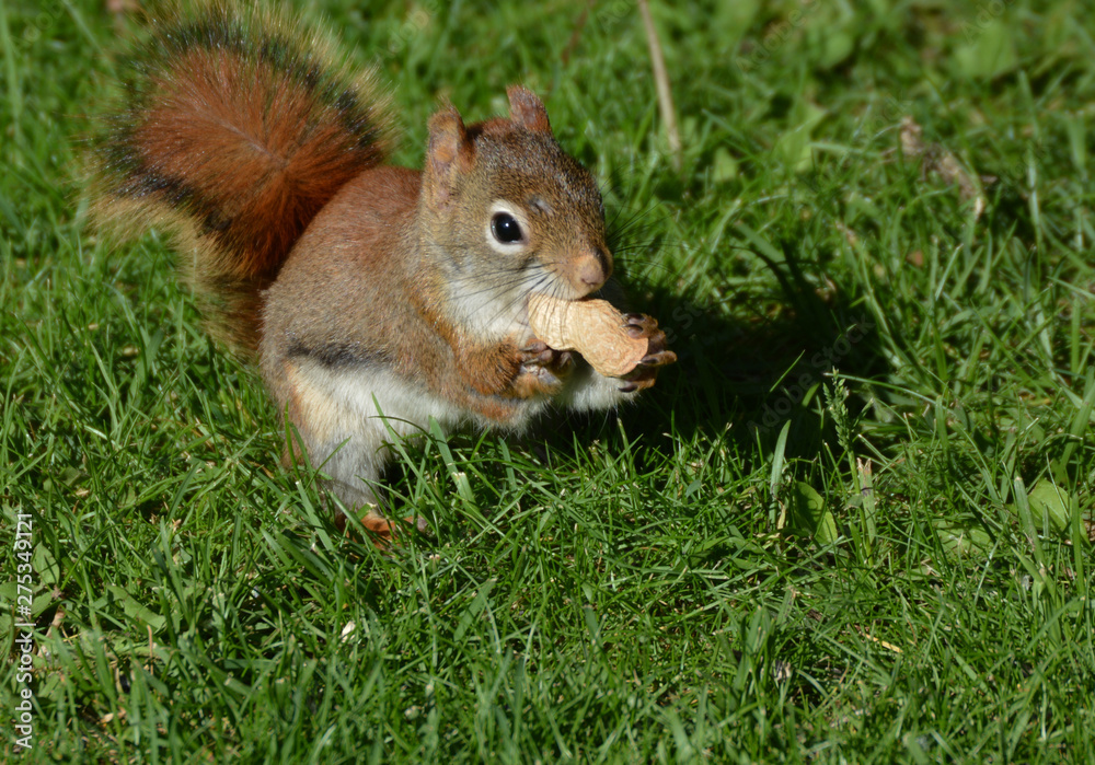 Disabled Red Squirrel eats peanut Disabled Red Squirrel eats peanut