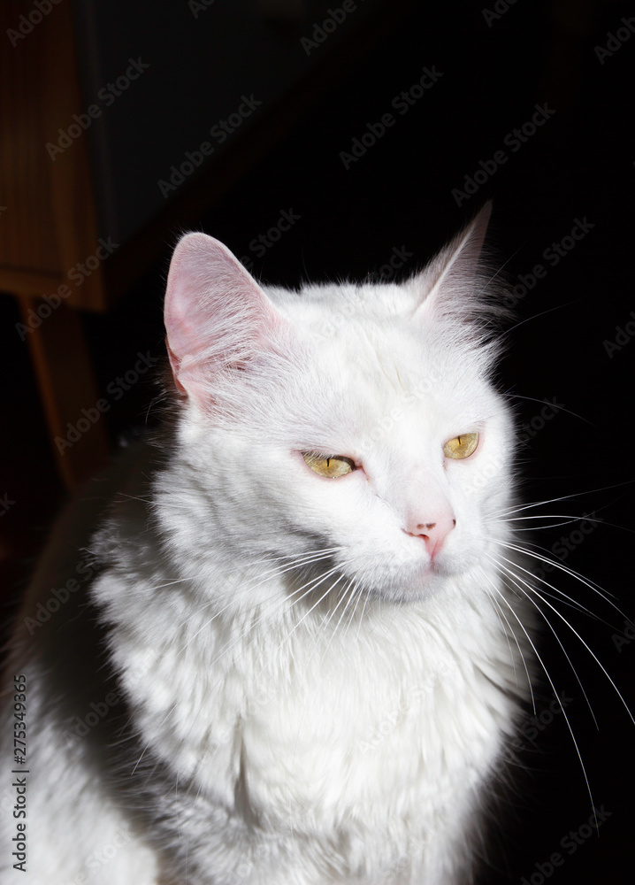 Retrato de um gato branco em fundo escuro