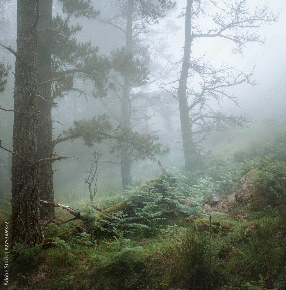 Obraz premium Foggy forest hike in Basque Country