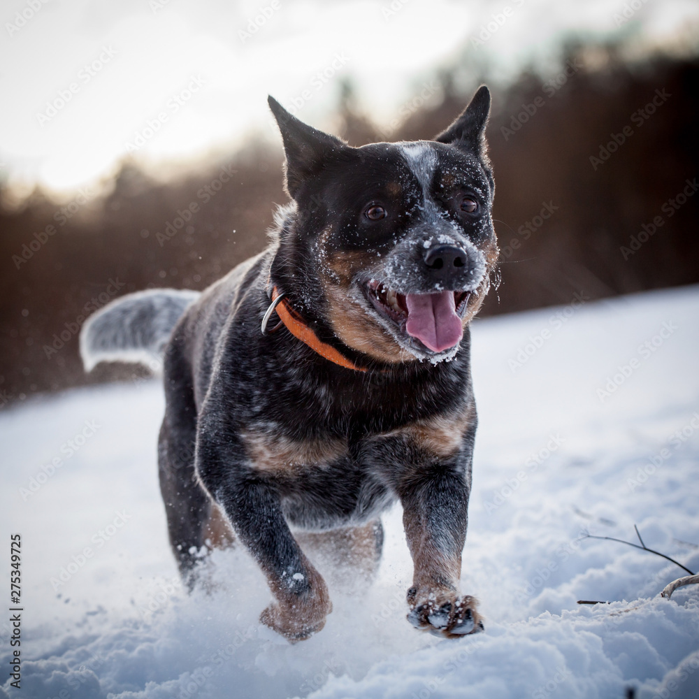 Australian blue Cattle Dog on the winter field Australian blue Cattle Dog on the winter field