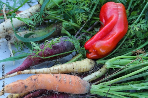 closeup of fresh vegetables from the organic gardenn photo