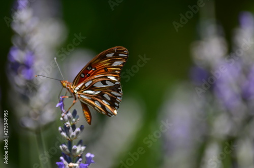 mariposa en lavandas