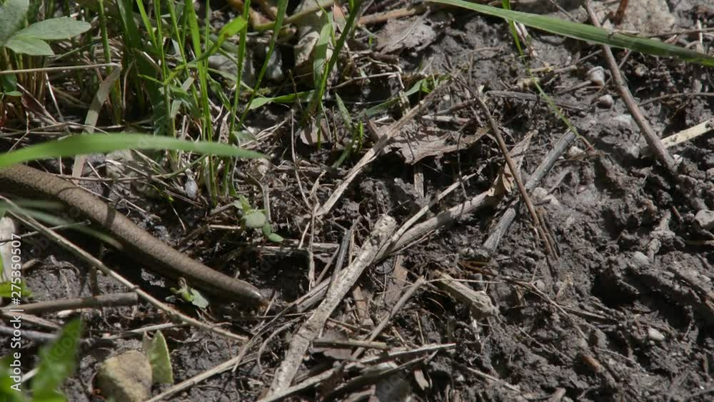 Small harmless non venomous snake crawls on the forest floor through vegetation. Small harmless non venomous snake crawls on the forest floor through vegetation.