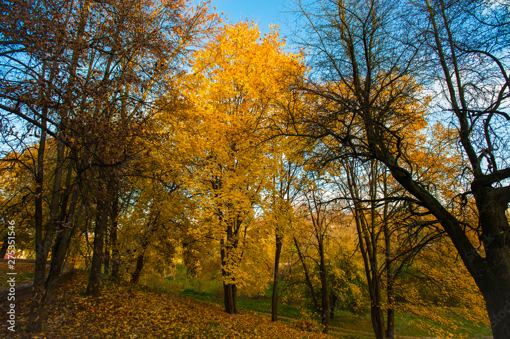 Fototapeta premium Autumn landscape Beautiful golden autumn landscape in the park. The forest is blooming yellow
