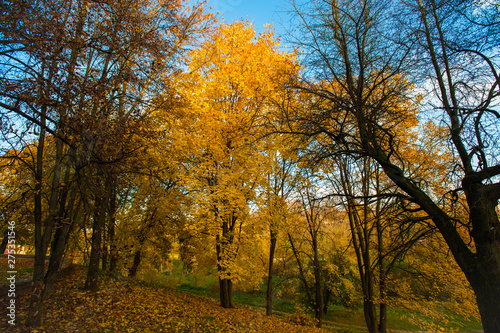 Autumn landscape Beautiful golden autumn landscape in the park. The forest is blooming yellow