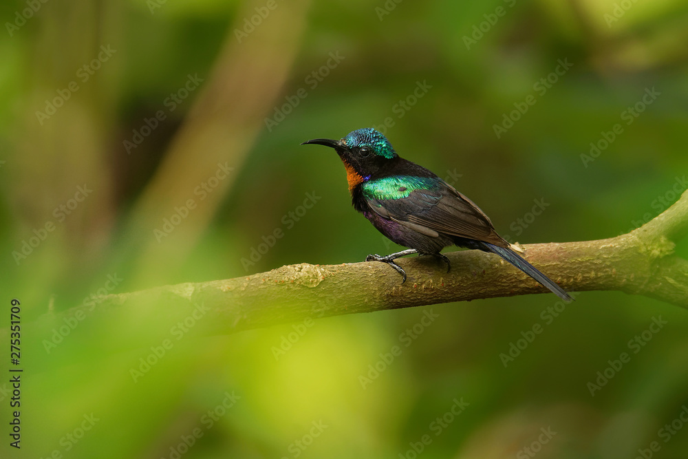 Fototapeta premium Leptocoma calcostetha Leptocoma calcostetha kolorowe gatunki ptaków z rodziny Nectariniidae