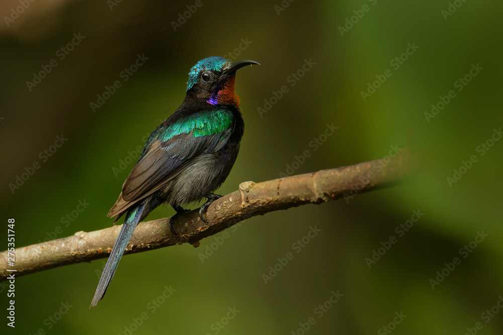 Copper-throated sunbird Leptocoma calcostetha colorful species of bird in the Nectariniidae family