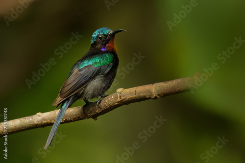 Copper-throated sunbird Leptocoma calcostetha colorful species of bird in the Nectariniidae family © phototrip.cz