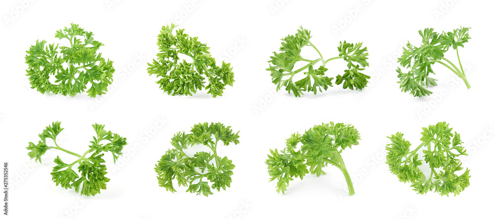 Set of fresh green parsley on white background Set of fresh green parsley on white background