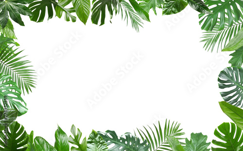 Fototapeta Naklejka Na Ścianę i Meble -  Frame made of fresh green tropical leaves on white background. Space for design