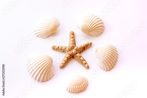 Tropical summer vacation concept. Seashells, starfish on pastel pink background. Summer concept. Top view.