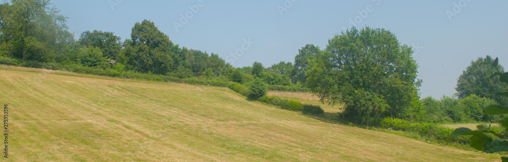 Obraz premium Dutch Landscape in summer with trees