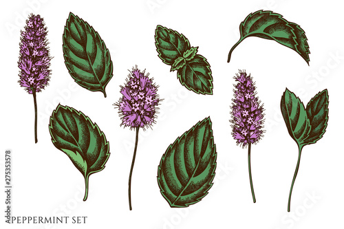 Vector set of hand drawn colored peppermint