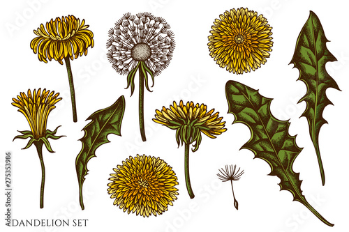 Vector set of hand drawn colored dandelion