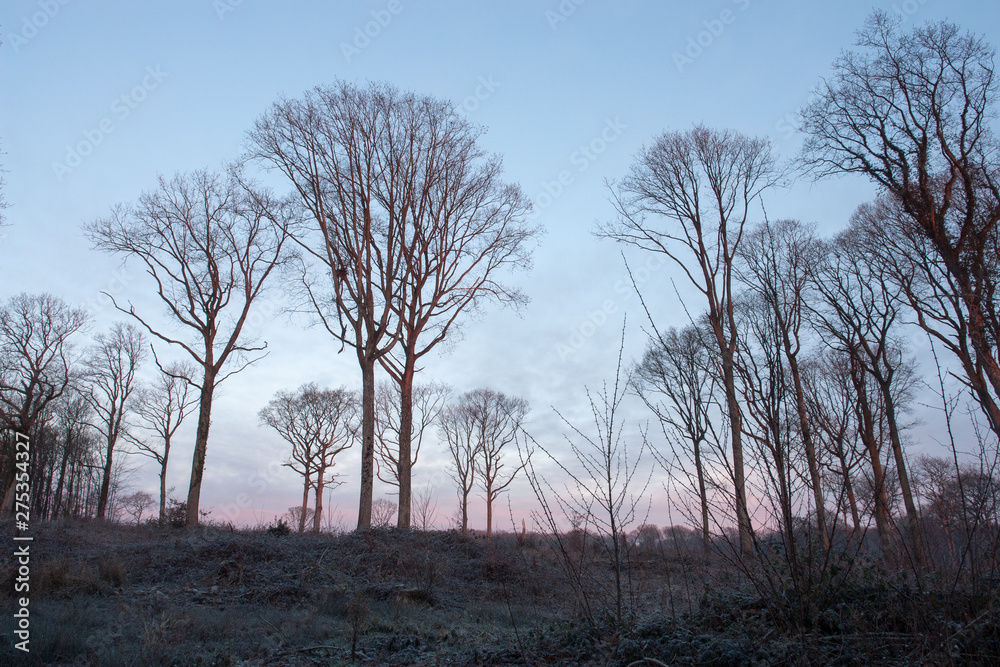 Fototapeta premium foret d'Orleans en hiver