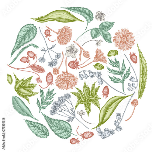 Round floral design with pastel aloe, calendula, lily of the valley, nettle, strawberry, valerian